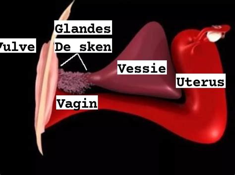 glande de skene|Skenes gland